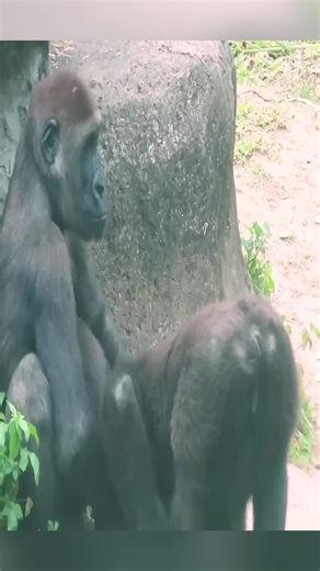 Gorilla Vibes: A Glimpse into Ape Life and Primate World