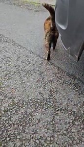 23K views · 364 reactions | Hi Spotted. I recorded this video earlier. I was feeling a bit down in the dumps, partly because I paid today a £3k credit card bill I completely forgot about! Anyway, I pulled over by St Marychurch to do some shopping and this beautiful ginger and black cat randomly walked up to me as I got out the car. It was very vocal so I gave him/her a stroke and it really cheered me up. If this is your cat thank him/her for me ❤️ | Spotted Torquay | Facebook