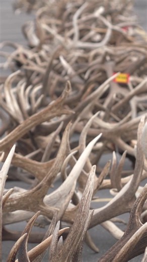 229K views · 937 reactions | We’re partnering with Utah DNR Division...