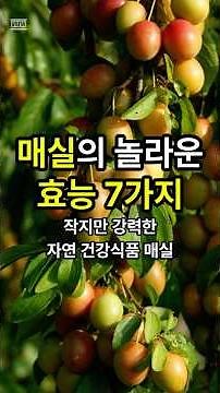 매실의 놀라운 효능 7가지. 작지만 강력한 자연 건강식품 매실