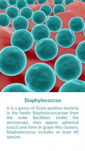 What is Staphylococcus Bacteria?