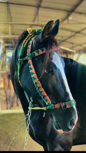 Sindhi Horse panchiya king of sindh mela. . . . . .#horse #horseriding #horsepower #horselove #horselover #horselife #horselovers #horseshow #horserider #horseracing #horses #horseofinstagram #horseoftheday #horseofkathiyawad1 #maldhari #gujrat #reels #instagood #viral #explorepage | Mastaan Lala