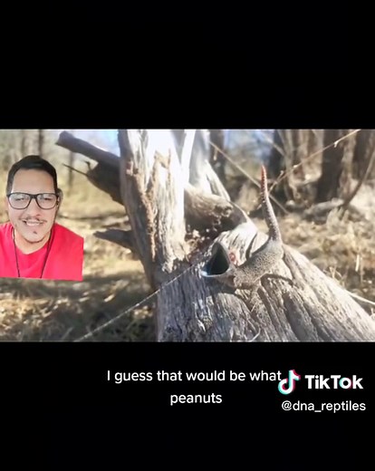 The golden tailed geckos spray goop from their tail! #goldentailedgecko #gecko #Australia #nature #educational #fyp #lizard #reptile #spinytailedgecko #defense