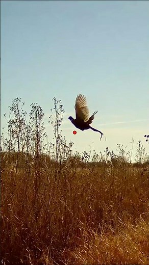 This one ended in a water retrieve! #birdhunting #iowa #birds #foryou #shorts #shot