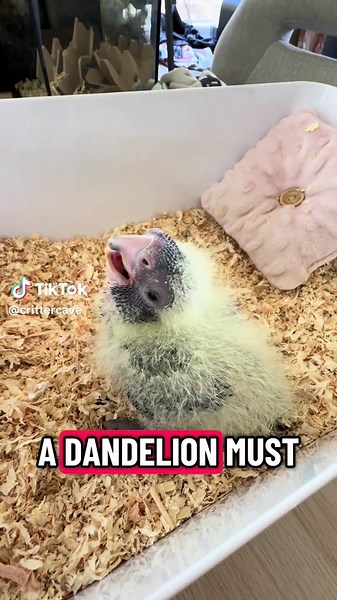 Spotting a Red Tailed Black Cockatoo in Nature