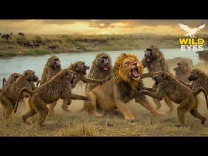Baboon vs Lion - The Most Brutal Fight for Survival | Animal Documentary