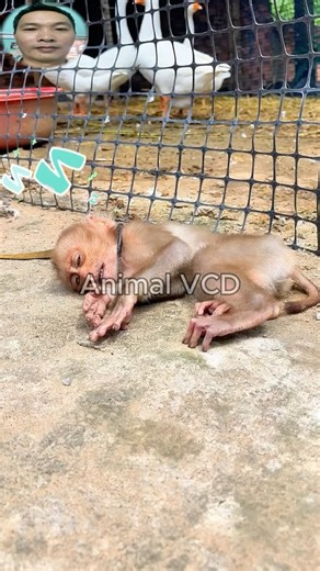 Just a quiet nap… Until the wiggly thing crawling in! #shortvideo #millipede #monkey