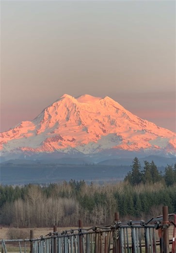 This is a view of the Westward side of Mount Rainier. Looking at the highest points of the mountain-Featuring the old Caldera and the lava dome in the middle. in the evening at the waning points of the Alpen glow. #mountainview #mountrainier