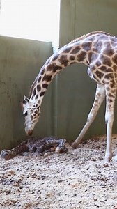 44K views · 1.4K reactions | Adorable Baby Giraffe Brings Joy To Australia Zoo漣凉 #CrikeyItsTheIrwins | Love Animals | Facebook