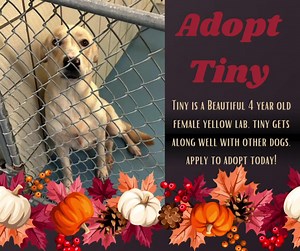 🐕 🤎 Apply to adopt Tiny today: www.kentanimalshelter.com | Kent Animal Shelter