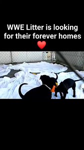 5.4K views · 125 reactions | Come see the wrestlers of the WWE...