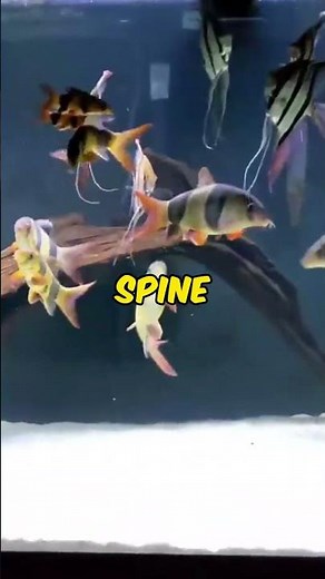 Discovering the Vibrant World of Clown Loaches