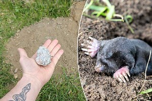 11 astuces simples et naturelles pour les éloigner les taupes de vos jardins