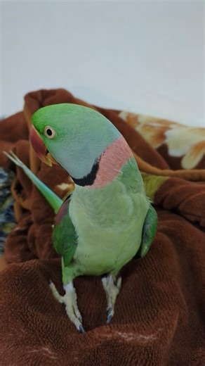 My Parrot in Angry Mood 🦜🔥 | Cute but Dangerous 😄 #parrot #talkingparot #cutebirds #birds