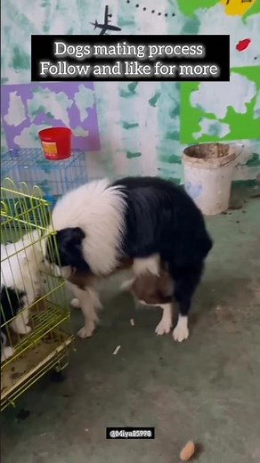 Dogs Mating Process | Natural Canine Life Cycle 🐾#DogsMating#DogBreeding#CanineMating#NaturalProcess