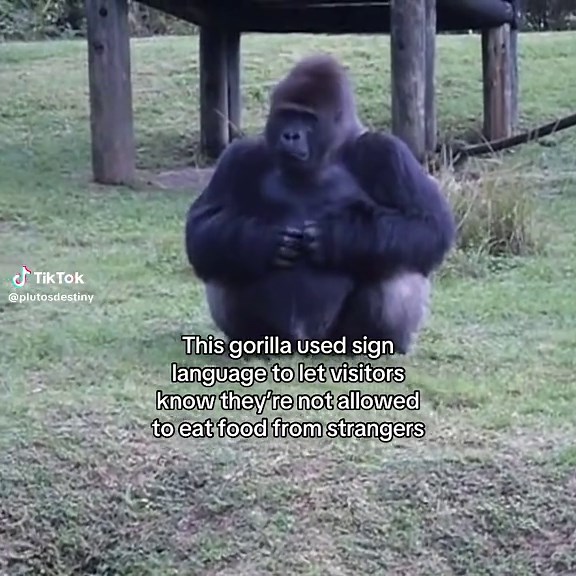 Gorilla Uses Sign Language to Communicate Rules