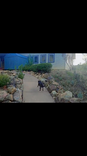 Pattie Cakes on Reels