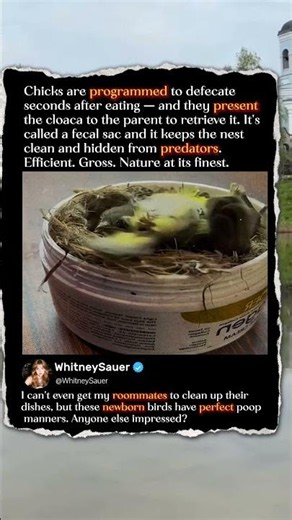 Why These Baby Birds Have The NATURE Habit! 🐦 #Nature #Wildlife #Birds