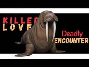 Walrus Tragedy in China