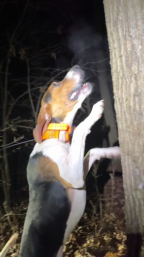 Nighttime Raccoon Hunting with Coonhound | Stark Outdoors