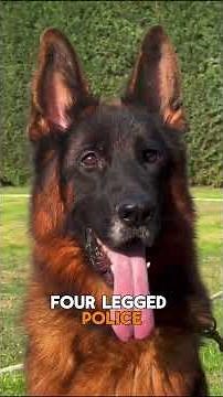 Is this the scariest dog in the world? #dog #scary #coolfacts