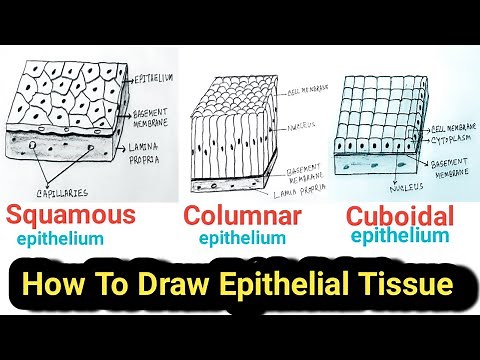 How to Draw Epithelial tissue Easy / Epithelial tissue drawing