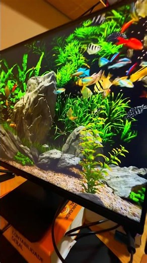 Monitor game LG 24MS500b 24ms IPS FullHd 100hz. O que acharam? Comenta aqui. #monitorlg #monitorgame