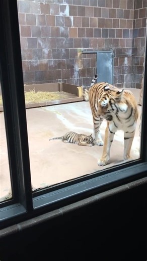 Adorable Tiger Cubs: A Glimpse into Wildlife Beauty