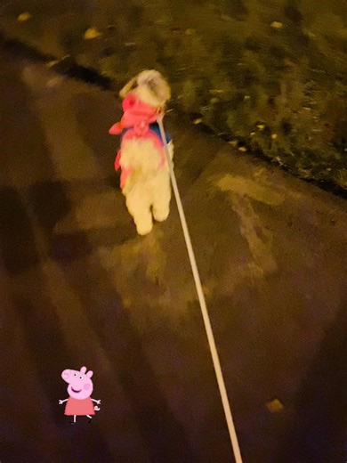 🐩🐾🌸🎀✨💕🌷✨