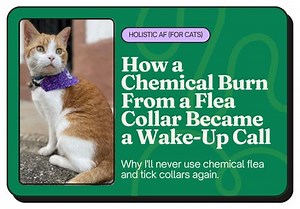 How a Chemical Burn From a Flea Collar Became a Wake-Up Call