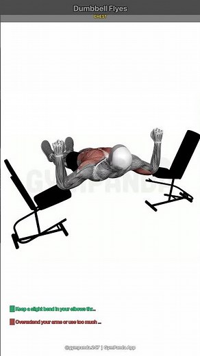 Dumbbell Flyes - Perfect Form Guide #shorts