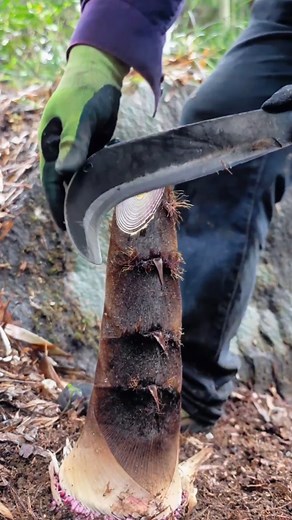 Open Bamboo Shoot!😍 #Bamboo #farming #AmaZing #fyp #reels #asmr #reelsfb #reelsvideo #viral #fruit #bambooshoot #fypシ゚ #asmrsounds #wildlife #farmlife #cutting #cuttingskills #bushcraft #adsonreels #reels2023 #plants #food #skill #satisfying #diy #Open #fresh | Movies News Daily