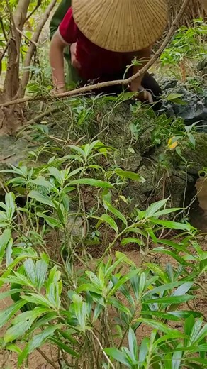 Building a Garden: A Single Mom's Bushcraft Vlog