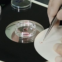 Video: Loss- and Gain-of-function Approach to Investigate Early Cell Fate Determinants in Preimplantation Mouse Embryos