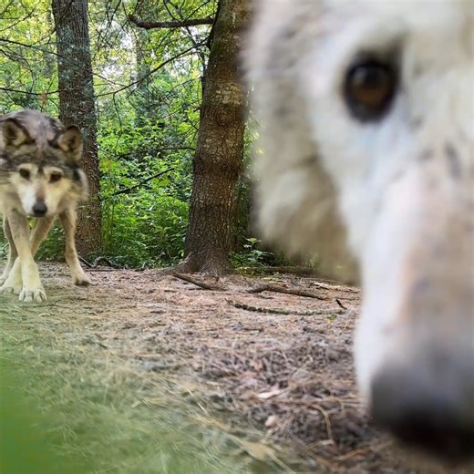44K views · 2.6K reactions | Incoming Mexican gray wolves in 3... 2... 1... Mexican gray wolves Belle and Maus are curious about new things, just like all wolves. The remote camera is no match for Belle's inquisitive nose, though (watch til the end!)  | Wolf Conservation Center | Facebook