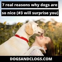7 Real Reasons Why Dogs Are So Nice (#3 Will Surprise You) - DogsAndClogs