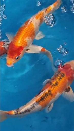 Hypnotizing Koi Fish Dance 🐟✨