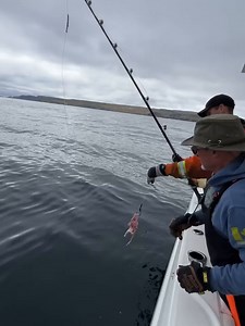 Catching giant bluefin tuna takes patience, dedication, and lots of hard work... most of the time. @makaylaecurtis skipped all that and went straight to work on these 1,000lb Newfoundland units🔥 . . . . . . . . . . . #BDOutdoors #bdoutdoorsdotcom #bloodydecks #offshorefishing #socal #fisherman #anglers #bluefin #tuna #bluefintuna #bft #tunafishing | BD Outdoors