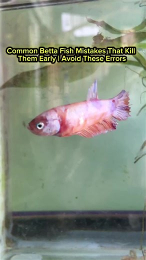 Common Betta Fish Mistakes That Kill Them Early | Avoid These Errors #BettaFish #BettaCare #FishKeeping #BettaMistakes #HealthyBetta #AquariumCare