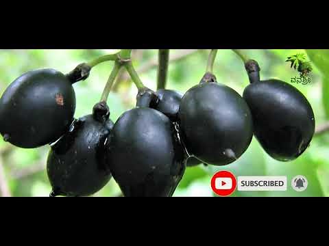 Plant 203 | Nerale mara | ನೇರಳೆ ಹಣ್ಣಿನ ಮರ | Java Plum | jamun fruit | Syzygium cumini | The plant
