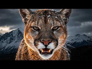 PATAGONIA SALVAJE: El Reino del Puma Fantasma | Documental Completo 4K