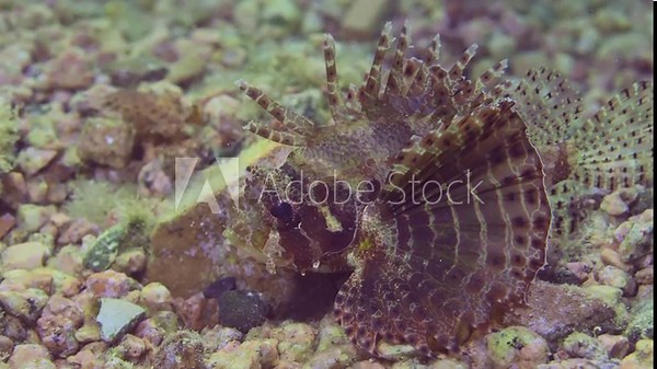 Zebra Lionfish, Red Sea Dwarf Lionfish or Zebra Turkeyfish (Dendrochirus zebra, Dendrochirus hemprichi) lies on sandy-rocky bottom at evening time in sunset sunbeams, slow motion