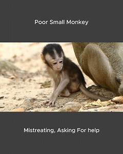 Little Monkey Shakes With Fear 😢💔🐒 #wildlifemonkey | Alien TV