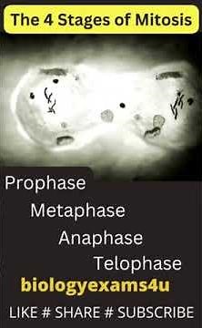 Magical dance of chromosomes- four Stages of Mitosis
