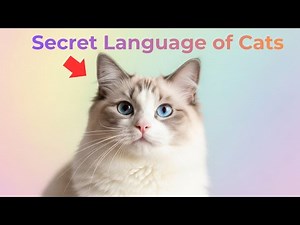 The Secret Language of Cats: What Your Cat Is Telling You