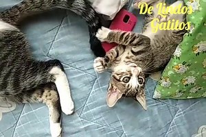 13 shares | Caso Externo Estos Hermosos #gatitos están en adopcion urgente , están sanos Llama y/o escribe al 0994738580 #ponungatoentuvida #sefeliz #salvaunavida #llenatuvidadeamor #AdoptaGuayaquil | Adopción Animal Guayaquil - AG | Facebook