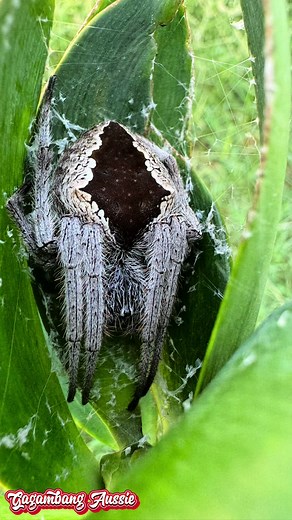 Gagambang Aussie on TikTok