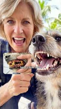 Serious dental disease can REDUCE your dog's lifespan by up to 2 years. 😨
