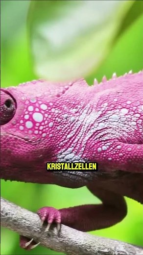 Warum wechseln Chamäleons ihre Farbe? 🦎 😳