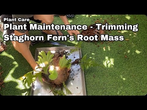 Plant Maintenance - Trimming Staghorn Fern -Ep45
